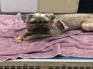 Brussels Griffon Dogs for adoption in Plano, TX, USA