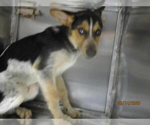 German Shepherd Dog-Unknown Mix Dogs for adoption in Oklahoma City, OK, USA