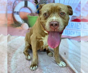 American Pit Bull Terrier Dogs for adoption in Long Beach, CA, USA