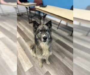 Keeshond Dogs for adoption in Fort Lauderdale, FL, USA