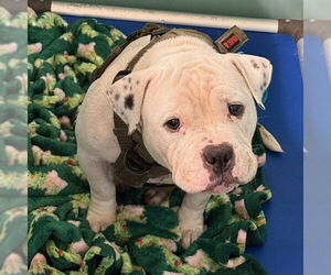 Bulldog-Unknown Mix Dogs for adoption in Camarillo, CA, USA