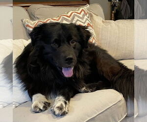Collie-Unknown Mix Dogs for adoption in Brooklyn Center, MN, USA