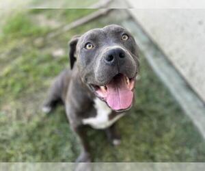 American Pit Bull Terrier Dogs for adoption in Martinez, CA, USA
