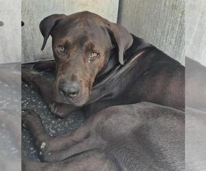Labrador Retriever-Unknown Mix Dogs for adoption in San Antonio, TX, USA
