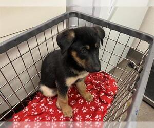 German Shepherd Dog Dogs for adoption in HESPERIA, CA, USA