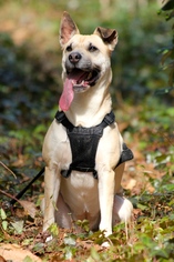 Chinese Shar-Pei-Labrador Retriever Mix Dogs for adoption in Marietta, GA, USA