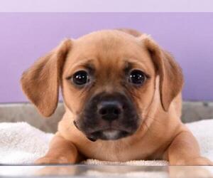 Puggle Dogs for adoption in Sheridan, CO, USA