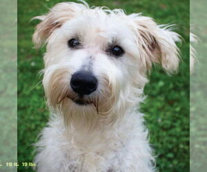 Mutt Dogs for adoption in Canton, CT, USA