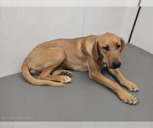 Plott Hound-Unknown Mix Dogs for adoption in HESPERIA, CA, USA