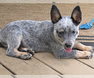 Mutt Dogs for adoption in Garden City, NY, USA