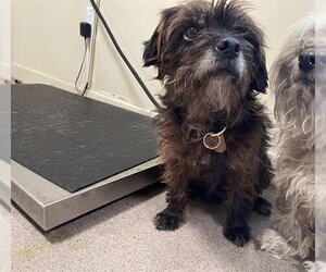 Maltese Dogs for adoption in Pasadena, CA, USA