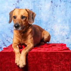 Medium Photo #1 Mutt Puppy For Sale in Little Rock, AR, USA