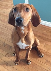 Medium Photo #1 Redbone Coonhound-Unknown Mix Puppy For Sale in Millville, UT, USA