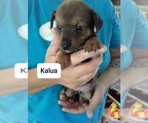 Rat-Cha Dogs for adoption in Saugatuck, MI, USA