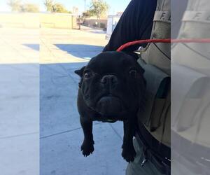 French Bulldog Dogs for adoption in Orange, CA, USA