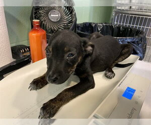 Labrador Retriever-Unknown Mix Dogs for adoption in Grand Prairie, TX, USA