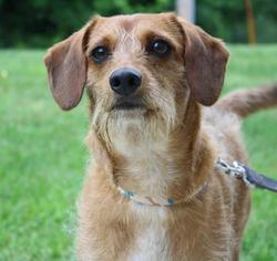 Dachshund-Unknown Mix Dogs for adoption in Menominee, MI, USA