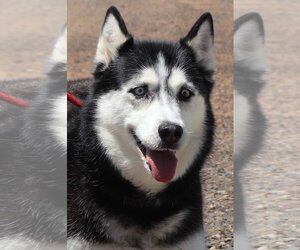 Siberian Husky Dogs for adoption in Webster, WI, USA