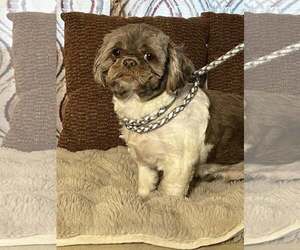Shih Tzu Dogs for adoption in HOPKINSVILLE/PRINCETON, KY, NH, USA