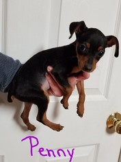 Miniature Pinscher Dogs for adoption in Wilmington, DE, USA
