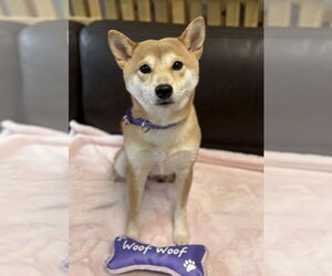 Shiba Inu Dogs for adoption in Spring Lake, NJ, USA