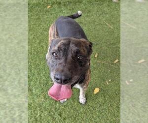 Mutt Dogs for adoption in Downey, CA, USA