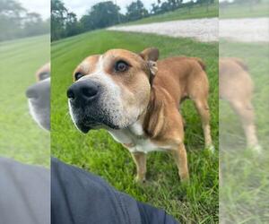 American Pit Bull Terrier-Unknown Mix Dogs for adoption in Houston, TX, USA