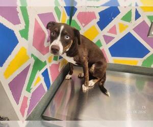 American Pit Bull Terrier-Siberian Husky Mix Dogs for adoption in Baytown, TX, USA