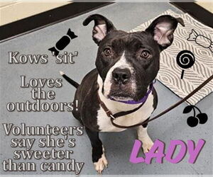 American Pit Bull Terrier Dogs for adoption in Denver, CO, USA