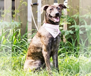 Mutt Dogs for adoption in San Mateo, CA, USA
