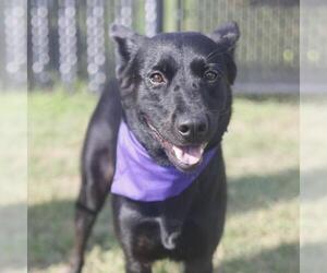 German Shepherd Dog-Unknown Mix Dogs for adoption in San Antonio, TX, USA