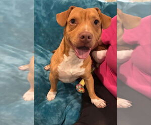 Basset Hound-Unknown Mix Dogs for adoption in New York, NY, USA