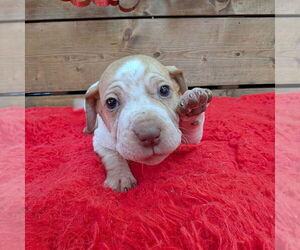 Mutt Dogs for adoption in Vail, AZ, USA
