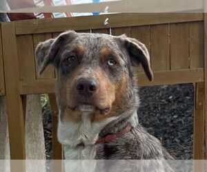 Mutt Dogs for adoption in Lake Forest, CA, USA