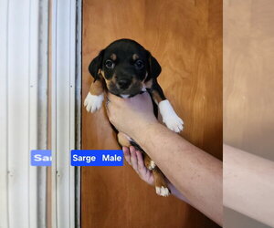 Mutt Dogs for adoption in Evansville, IN, USA