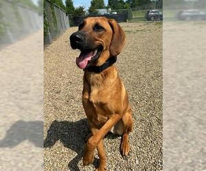 Redbone Coonhound-Unknown Mix Dogs for adoption in Canfield, OH, USA