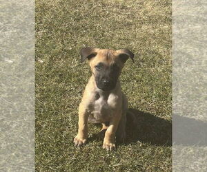 Mutt Dogs for adoption in Imlay City, MI, USA