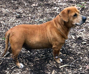 Basset Retriever Dogs for adoption in Deepwater, NJ, USA