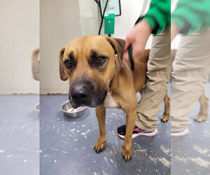 Boxer-Unknown Mix Dogs for adoption in Linton, IN, USA