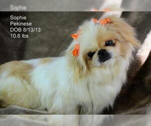 Pekingese Dogs for adoption in Bon Carbo, CO, USA