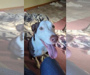 Sheprador Dogs for adoption in Gates Mills, OH, USA