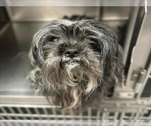 Miniature Schnauzer-Unknown Mix Dogs for adoption in Rancho Cucamonga, CA, USA