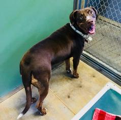 Doberman Pinscher Dogs for adoption in Freeport, FL, USA