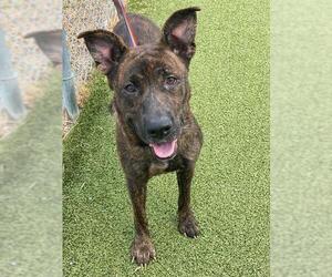 American Pit Bull Terrier-German Shepherd Dog Mix Dogs for adoption in Fayetteville, NC, USA