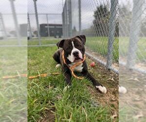 Bullboxer Pit Dogs for adoption in Louisville, KY, USA