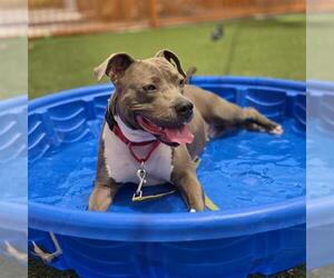 Mutt Dogs for adoption in Las Vegas, NV, USA