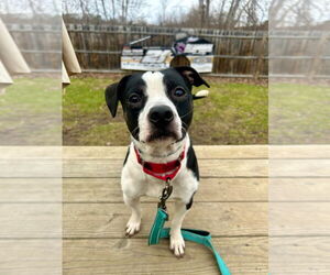 Mutt Dogs for adoption in Gloversville, NY, USA