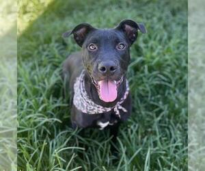 American Pit Bull Terrier-Labrador Retriever Mix Dogs for adoption in Modesto, CA, USA