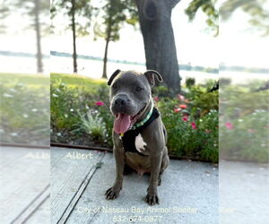 American Pit Bull Terrier-Unknown Mix Dogs for adoption in Nassau bay, TX, USA