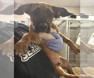 American Pit Bull Terrier-Pembroke Welsh Corgi Mix Dogs for adoption in Sacramento, CA, USA